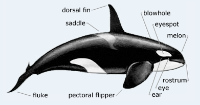 Description - Orca