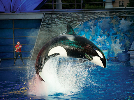 Shamu Images