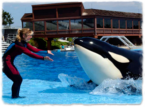 keet animals training animal wikia learning trainer orca seaworld wiki category orcapod sessions